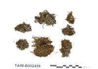 藏品(狗牙苔)的圖片